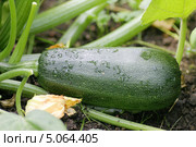 Зеленый кабачок на грядке (сорт "Аэронавт") Стоковое фото, фотограф Наталия Шевченко / Фотобанк Лори