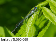 Стрекоза Стрелка чашеносная (Enallagma cyathigerum) Стоковое фото, фотограф Елена Коромыслова / Фотобанк Лори
