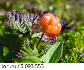 Северная ягода - морошка (спелая), (лат. Rubus chamaemorus) Стоковое фото, фотограф Вячеслав Палес / Фотобанк Лори