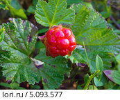 Северная ягода - морошка (лат. Rubus chamaemorus) Стоковое фото, фотограф Вячеслав Палес / Фотобанк Лори