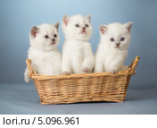 Три котенка в корзине. Стоковое фото, фотограф Андрей Кузьмин / Фотобанк Лори