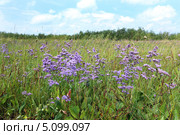 Кермек Гмелина (лат. Limonium gmelinii). Пойма реки Кулунда, Алтайский край. Стоковое фото, фотограф Григорий Писоцкий / Фотобанк Лори