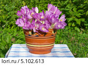 Глиняный горшок с цветами безвременника (Colchicum) на столе. Стоковое фото, фотограф Елена Коромыслова / Фотобанк Лори
