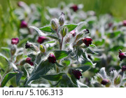 Нонея (монашка) русская (Nonea rossica) (2013 год). Редакционное фото, фотограф Анна Мартынова / Фотобанк Лори