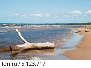 После шторма. Коряга, выброшенная на берег моря (2013 год). Стоковое фото, фотограф Борис Сунцов / Фотобанк Лори