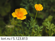 Эшшольция калифорнийская (Eschscholzia californica) Стоковое фото, фотограф Иван Карпов / Фотобанк Лори