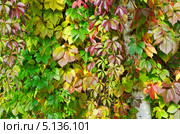 Девичий виноград пятилисточковый (Parthenocissus quinquefolia), фон. Стоковое фото, фотограф Елена Коромыслова / Фотобанк Лори