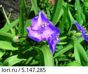 Традесканция Андерсона (лат.Tradescantia andersoniana) Стоковое фото, фотограф lana1501 / Фотобанк Лори