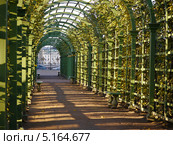Пергола в Летнем саду. г.Санкт-Петербург. (2012 год). Редакционное фото, фотограф Людмила Жмурина / Фотобанк Лори