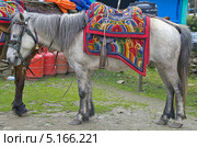 Непальские лошади пасущиеся на лужайке (2012 год). Стоковое фото, фотограф Ready-made / Фотобанк Лори