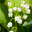 Ландыши (лат. Convallaria) Стоковое фото, фотограф ИВА Афонская / Фотобанк Лори