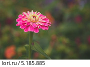 Цинния (Zinnia) Стоковое фото, фотограф Иван Карпов / Фотобанк Лори