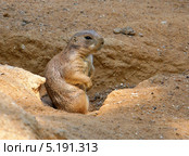 Чернохвостая луговая собачка (Cynomys ludovicianus). Пражский зоопарк. Стоковое фото, фотограф Виктор Филиппович Погонцев / Фотобанк Лори