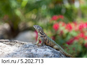 Игуана масковая килеватая (Leiocephalus carinatus), (2013 год). Стоковое фото, фотограф Валентина Качалова / Фотобанк Лори
