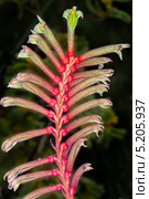 Цветок Анигозантос Мэнглза (лат. Anigozanthos manglesii) Стоковое фото, фотограф Kozlova Elena / Фотобанк Лори