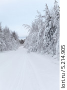 Занесенная снегом лесная дорога, Карелия. Стоковое фото, фотограф Кекяляйнен Андрей / Фотобанк Лори