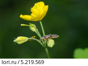 Жук-пожарник (Cantharis rustica) на желтом цветке. Стоковое фото, фотограф Елена Коромыслова / Фотобанк Лори