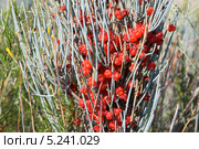 Эфедра Хвощевая (Ephedra equisetina), крупный план. Стоковое фото, фотограф Ирина Яровая / Фотобанк Лори