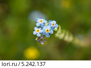 Незабудка лесная (Myosotis sylvatica) Стоковое фото, фотограф Алёшина Оксана / Фотобанк Лори