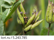 Личинки рапсового клопа (Eurydema oleracea) Стоковое фото, фотограф Алёшина Оксана / Фотобанк Лори
