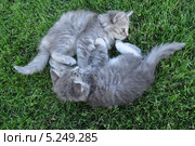 Котята играют на траве. Стоковое фото, фотограф Братчук Геннадий / Фотобанк Лори