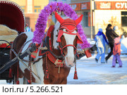 Праздничный конь запряжен в повозку (2013 год). Стоковое фото, фотограф Анатолий Матвейчук / Фотобанк Лори