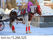 Прокатный конь в парадном наряде и в шорах (2013 год). Стоковое фото, фотограф Анатолий Матвейчук / Фотобанк Лори