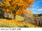 Клён с золотой листвой на деревенской поляне осенью. Стоковое фото, фотограф Анна Кудрявцева / Фотобанк Лори