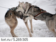 Драка собак. Стоковое фото, фотограф Александра Жерноклеева / Фотобанк Лори