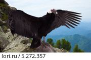 Андский кондор (лат. Vultur Gryphus) с расправленными крыльями, крупным планом, на скале в горах. Стоковое фото, фотограф Яков Филимонов / Фотобанк Лори