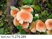 Ложноопёнок кирпично-красный (Hypboloma sublateritium) Стоковое фото, фотограф Алёшина Оксана / Фотобанк Лори