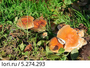 Ложноопёнок кирпично-красный (Hypboloma sublateritium) Стоковое фото, фотограф Алёшина Оксана / Фотобанк Лори