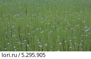 Синие цветы посевного льна (род Linum, семейство Linaceae) колышет порывами ветра на поле фермера. Стоковое видео, видеограф Yanchenko / Фотобанк Лори