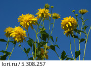 Рудбекия рассеченная (Rudbeckia laciniata ), или золотой шар. Стоковое фото, фотограф Елена Коромыслова / Фотобанк Лори