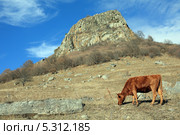 Одна корова на горном склоне. Стоковое фото, фотограф Игорь Веснинов / Фотобанк Лори