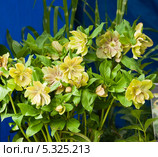 Цветущий морозник (Helleborus) Стоковое фото, фотограф Алёшина Оксана / Фотобанк Лори