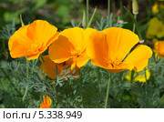 Эшшольция, или калифорнийский мак (Eschscholzia californica) Стоковое фото, фотограф Елена Коромыслова / Фотобанк Лори