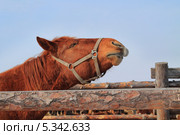 Конь ржет. Стоковое фото, фотограф Анатолий Матвейчук / Фотобанк Лори