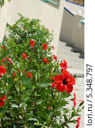 Гибискус китайский (лат. Hibiscus rosa-sinensis), остров Родос, Греция (2010 год). Стоковое фото, фотограф Ирина Иванова / Фотобанк Лори