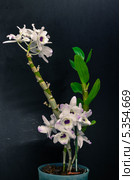 Орхидея Dendrobium nobile. Стоковое фото, фотограф Боев Дмитрий / Фотобанк Лори