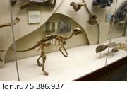 Скелет молодого гадрозавра арстанозавра (Arstanosaurus sp., Поздний мел, Монголия). Палеонтологический музей им. Ю.А.Орлова, Москва (2012 год). Редакционное фото, фотограф Щеголева Ольга / Фотобанк Лори