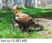 Императорский орел (лат. Aquila heliaca) Стоковое фото, фотограф Alexey D. / Фотобанк Лори