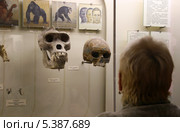 Женщина рассматривает экспозицию с приматами (черепа, описание, рисунки). Палеонтологический музей им. Ю.А.Орлова, Москва (2012 год). Редакционное фото, фотограф Щеголева Ольга / Фотобанк Лори