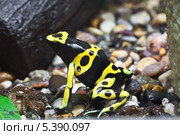 Лягушка древолаз (лат. Dendrobates) Стоковое фото, фотограф Алексей Попов / Фотобанк Лори