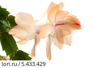 Рождественский кактус (Schlumbergera truncata) с цветком. Стоковое фото, фотограф Александр Курлович / Фотобанк Лори