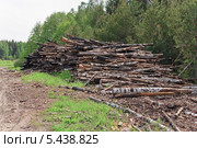 Собранные бревна после лесного пожара 2010 года в Нижегородской области (2013 год). Стоковое фото, фотограф Алёшина Оксана / Фотобанк Лори