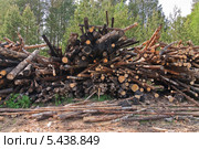 Сложенные бревна после лесного пожара 2010 года в Нижегородской области (2013 год). Стоковое фото, фотограф Алёшина Оксана / Фотобанк Лори
