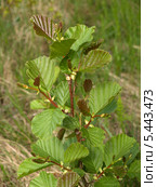 Молодой побег ольхи черной (Alnus glutinosa L.) Стоковое фото, фотограф Ирина Борсученко / Фотобанк Лори
