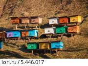Деревянные цветные пчелиные улья. Стоковое фото, фотограф Владимир Пойлов / Фотобанк Лори