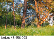 Сосновый лес освещённый лучами заходящего солнца. Стоковое фото, фотограф Игорь Низов / Фотобанк Лори
